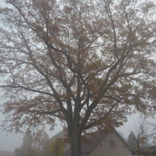 Naturdenkmal Stiel-Eiche vor Grimnitzer Straße Nr. 10, westlich der Grundstückszufahrt in Joachimsthal