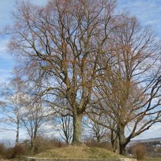 1 Linde (Schillerlinde)