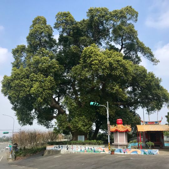 Nantou mother and daughter tree