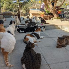 Agious Nefitus Cat Park