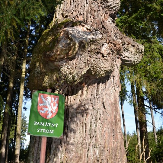 Dub u Květovské obory