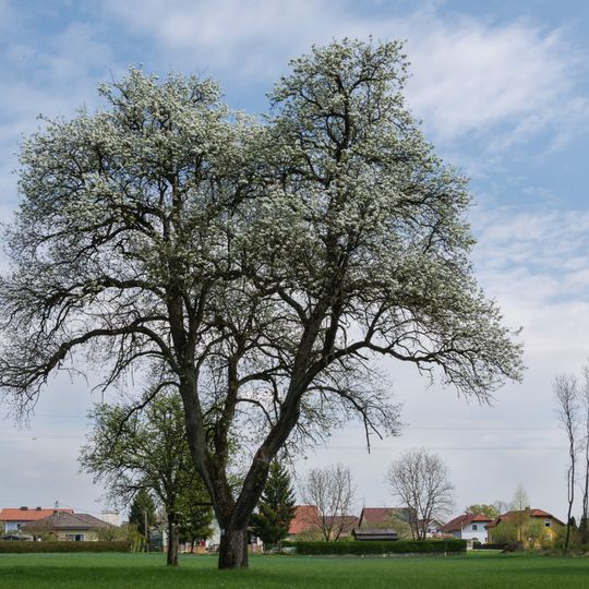 Birnbaum in Marchtrenk