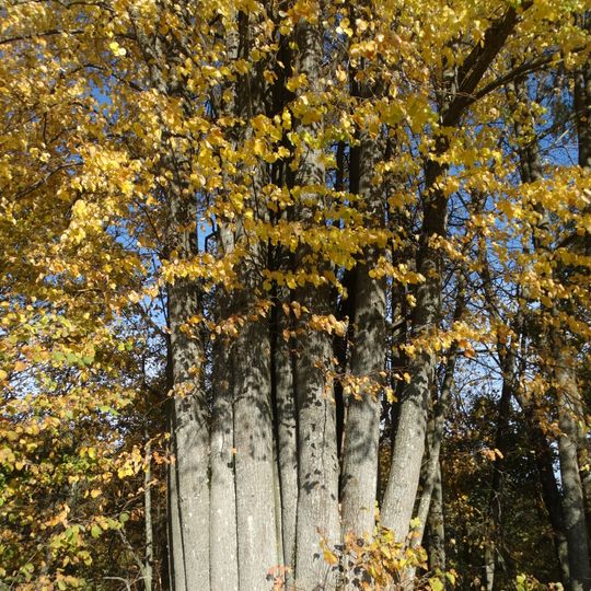 Paluobės daugiakamienė liepa