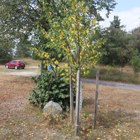 Lípa republiky v Kožichovicích