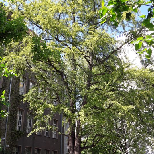 Fächerblattbaum Koppenstraße 76