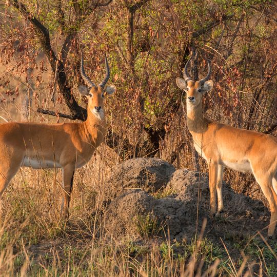 Toro-Semliki Wildlife Reserve