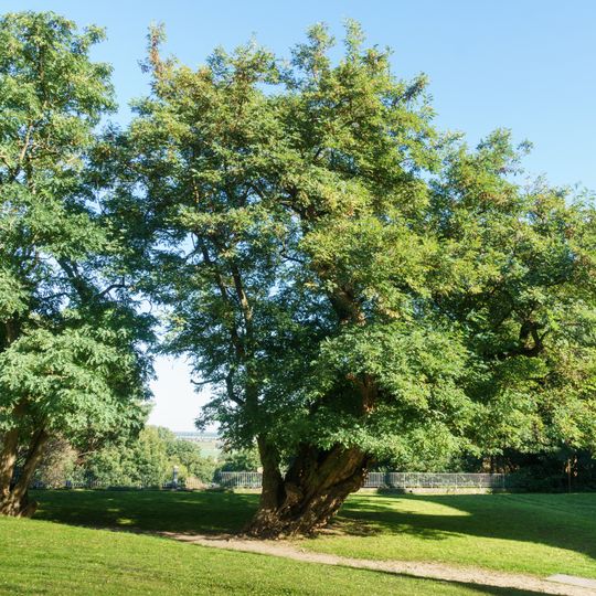 2 Robinien im Schlosshof