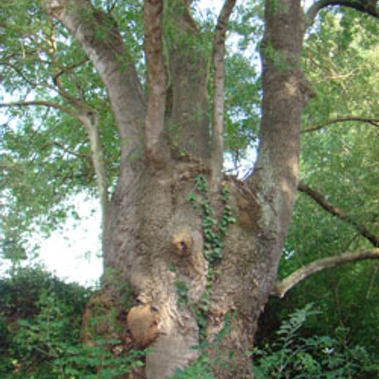 Freixe de l'Aulet