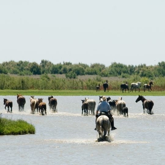 Paisaje de La Romería del Rocío
