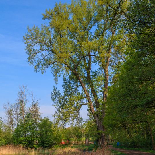 1 ks topolu černého na p.p.č. 226/1 v k.ú. Klenovka