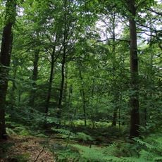 Bellebargiebos