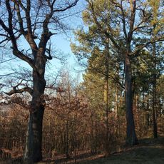 Duby u Hrobky Všenory