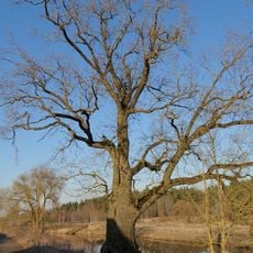 Pavenčių ąžuolas