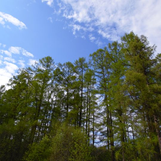 Petrovshinskaya Larch Grove