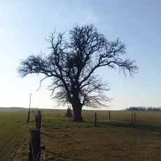 Hrušeň v Novákově zahradě