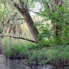 Torbiere di Marcaria