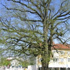 Verfassungslinde (Grünwald)