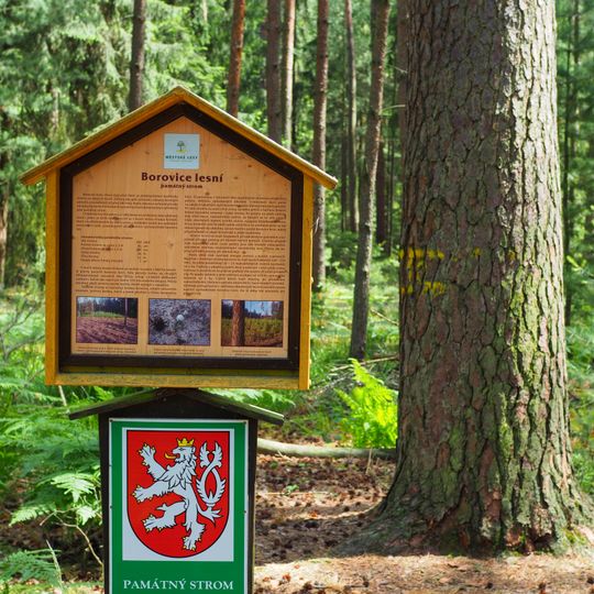 Borovice lesní