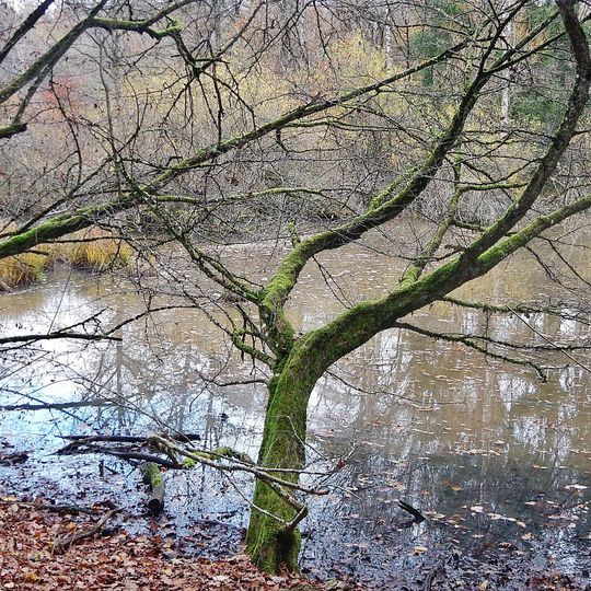 Feuchtbiotop Hölzer See