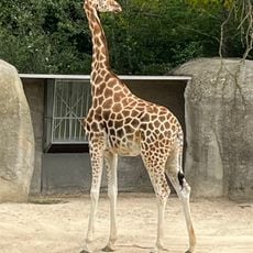 Maison des girafes