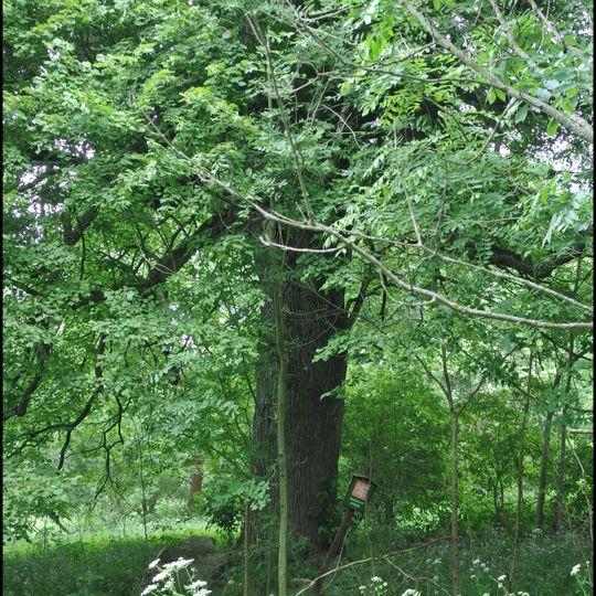 Tisy a lípa v Ktišce