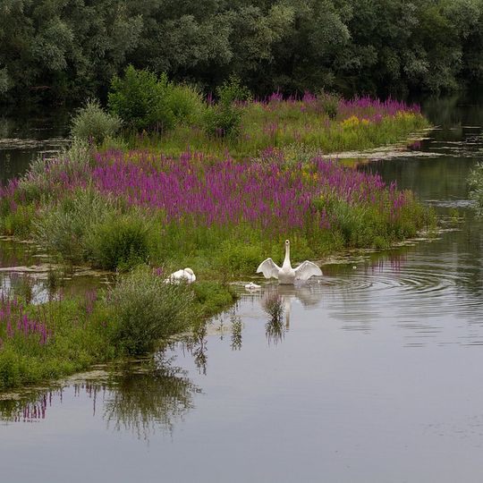 NSG Bislicher Insel, nur Teilfläche