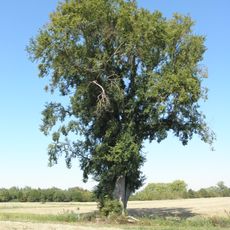 Olmo campestre