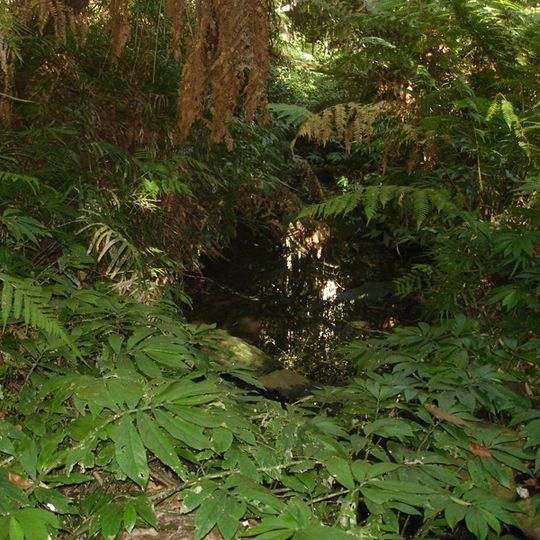 Bunya Mountains