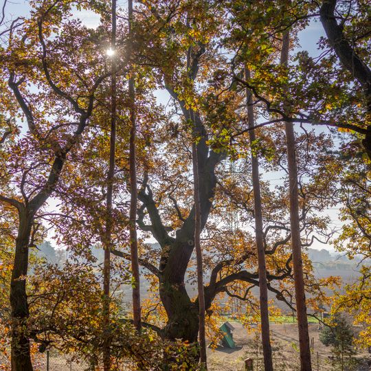 Duby v Otradovicích