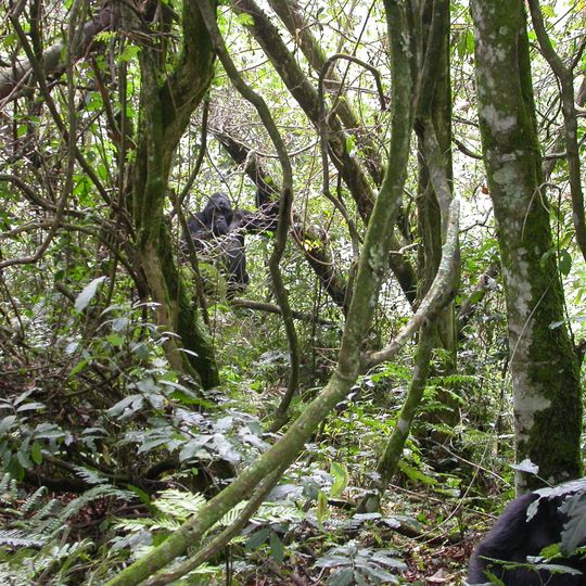 Bwindi Impenetrable National Park