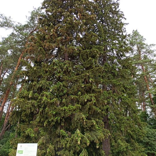 Туранівські ялини