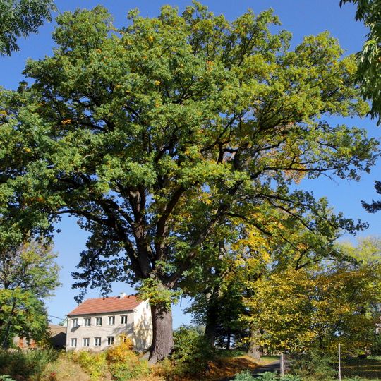 Duby a javor nad zámkem