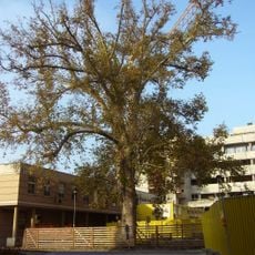 Platan u svaté Anny