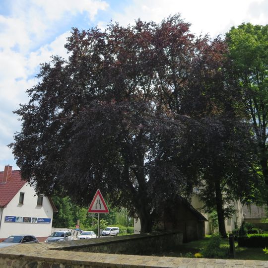 Naturdenkmal Blut-Buche östlich der Friedhofmauer in Rüdnitz