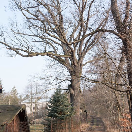 Památný dub u Pařezného rybníka