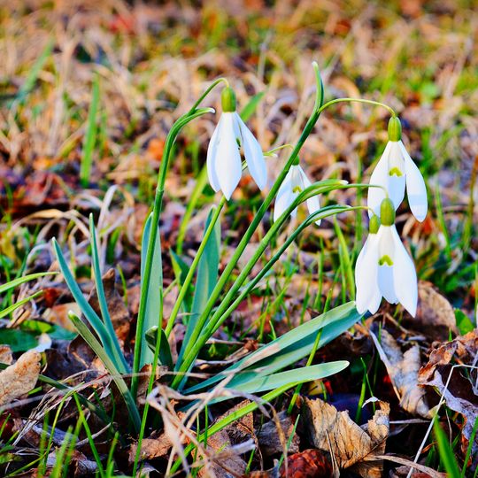 Колонія підсніжника