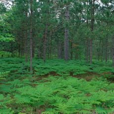 Seney National Wildlife Refuge