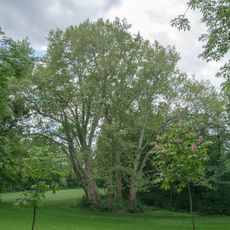 Platanengruppe Schlosspark Ebelsberg