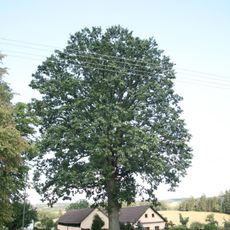 Dub letní, obec Otavožaty