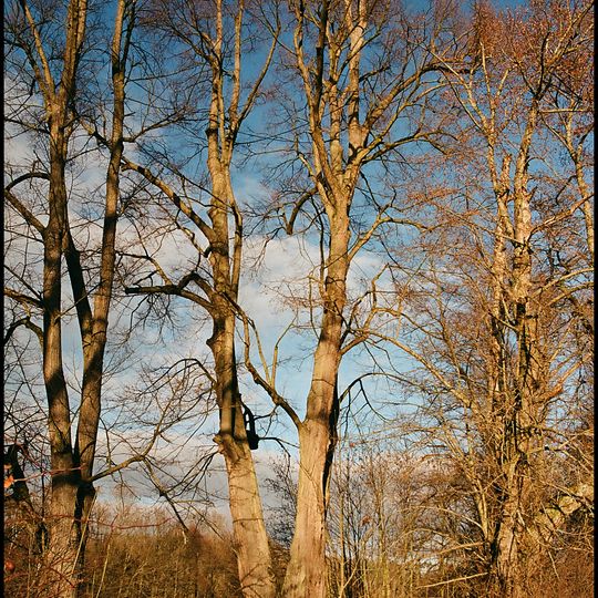 Lípa v Bažantnické aleji