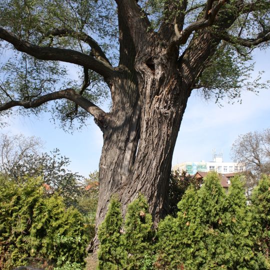 Vrba bílá v Bosonohách