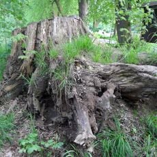 Zádušní dub v Poděbradech