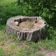 Winter-Linde Langenleuba-Oberhain