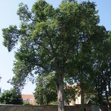 Ulmus glabra