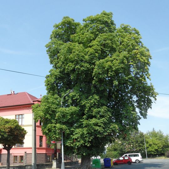 Jírovec ve Zborovské ulici