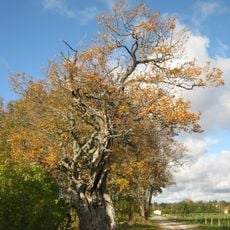 Tärkma oak