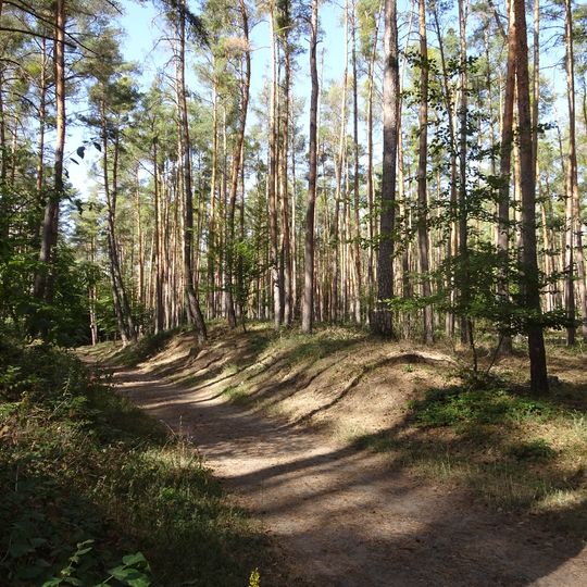 Kalksandkiefernwald bei Bickenbach, Pfungstadt und Seeheim-Jugenheim