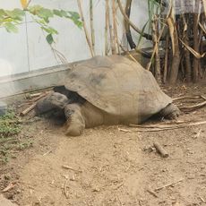 Giants of the Galápagos