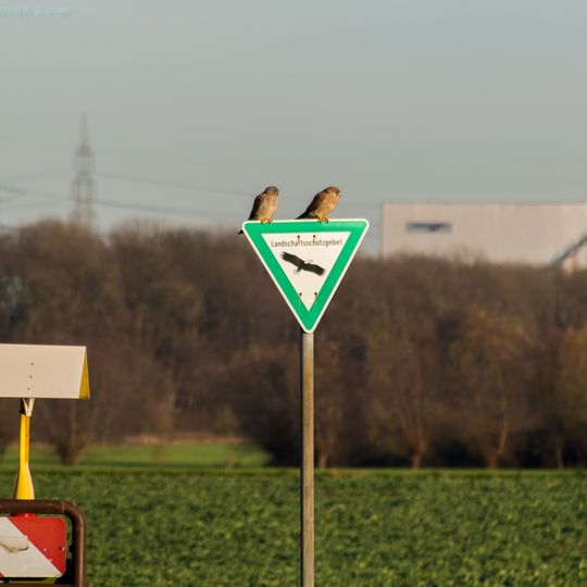 Mündelheimer Rheinbogen