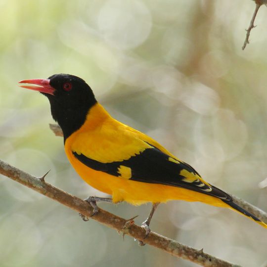 Sanjay National Park